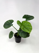 Load image into Gallery viewer, Alocasia Lukiwan