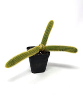 Load image into Gallery viewer, Cleistocactus Winteri “Golden Rat Tail” - Ships within Canada only
