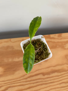 344. Hoya Multiflora White Margins Variegated