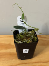 Load image into Gallery viewer, 35. Hoya Thomsonii Splash