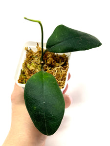 Hoya Hamiltoniorum