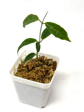 Load image into Gallery viewer, Hoya Paradisea (IM04)