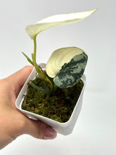 Load image into Gallery viewer, Scindapsus Mayari Variegated B