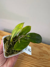 Load image into Gallery viewer, 140. Hoya Sunrise