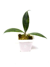 Load image into Gallery viewer, Hoya Lambii Silver F