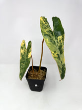 Load image into Gallery viewer, Philodendron Billietiae Variegated D