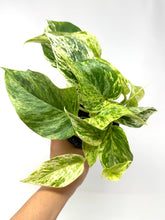 Load image into Gallery viewer, Epipremnum Aureum “Marble Queen”