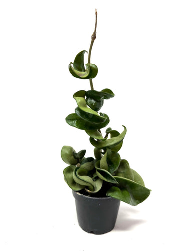 Hoya Carnosa Compacta