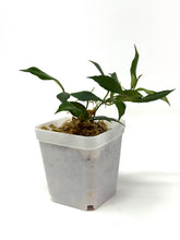 Load image into Gallery viewer, Hoya Bakoensis