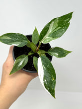 Load image into Gallery viewer, Philodendron White Princess (high variegation)
