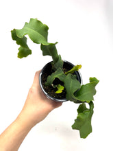 Load image into Gallery viewer, Epiphyllum Guatemalense ‘Monstrosa’ ‘Orchid Cactus’ (Ships within Canada only)