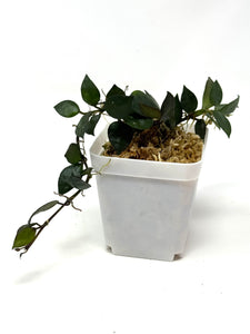 Hoya Krohniana Black