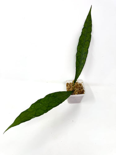 Hoya Clemensiorum