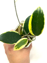 Load image into Gallery viewer, Hoya Acuta Albo Variegated