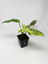 Load image into Gallery viewer, Philodendron Bipennifolium Violin Variegated D