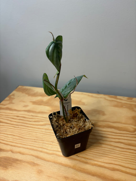 82. Philodendron Sodiroi Ornatum