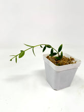 Load image into Gallery viewer, Hoya Engleriana