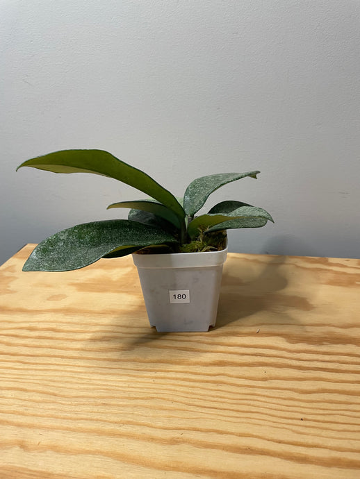 180. Hoya Argentea Princess (reverted)