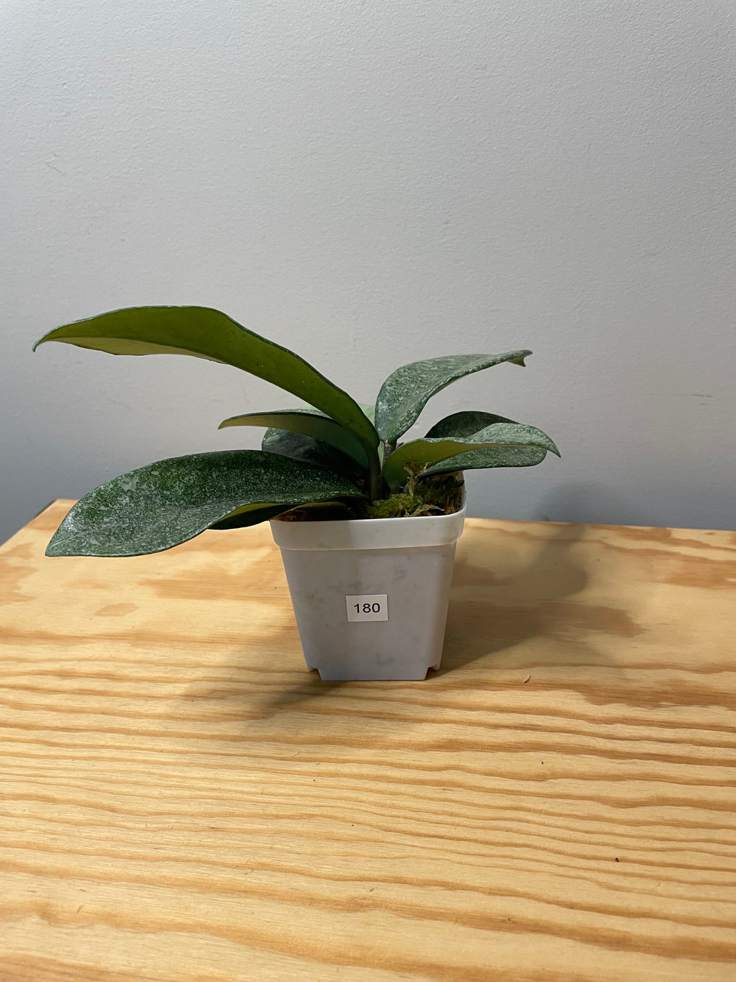 180. Hoya Argentea Princess (reverted)