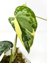 Load image into Gallery viewer, Scindapsus Mayari Variegated A