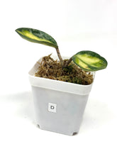Load image into Gallery viewer, Hoya Carnosa Argentea Princess D