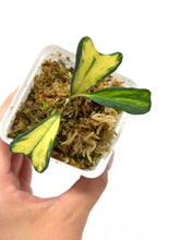 Load image into Gallery viewer, Hoya Manipurensis Variegated H