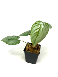 Philodendron Sodiroi