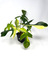 Load image into Gallery viewer, Philodendron Florida Beauty B