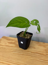 Load image into Gallery viewer, 128. Monstera Esqueleto