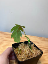 Load image into Gallery viewer, 56. Philodendron Mayoi (juvenile)