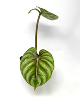 Load image into Gallery viewer, Philodendron Plowmanii