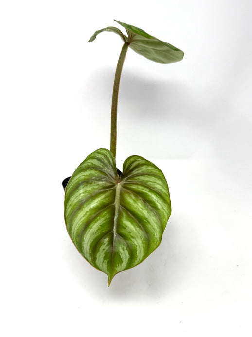 Philodendron Plowmanii