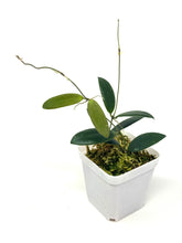 Load image into Gallery viewer, Hoya Dragon Wing (GPS7240 Hybrid)