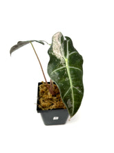 Load image into Gallery viewer, Alocasia Amazonica Variegated B