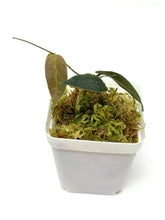 Load image into Gallery viewer, Hoya Patella Pink