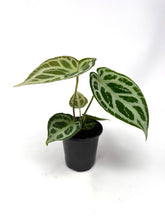 Load image into Gallery viewer, Anthurium Silver Blush