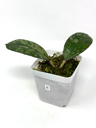 Hoya Gunung Gading Silver Ghost E