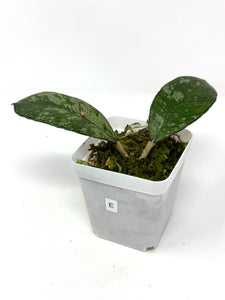 Hoya Gunung Gading Silver Ghost E