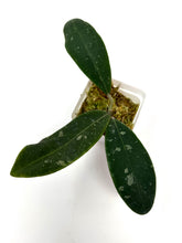 Load image into Gallery viewer, Hoya Rintzii (Borneo)