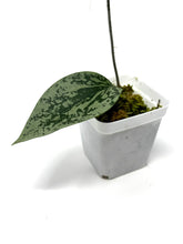 Load image into Gallery viewer, Hoya Glabra Silver D