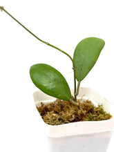 Load image into Gallery viewer, Hoya Erythrostemma Silver