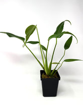 Load image into Gallery viewer, Philodendron Burle Marx Flame B