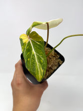 Load image into Gallery viewer, Philodendron Gloriosum Variegated F