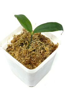 Hoya Liwa