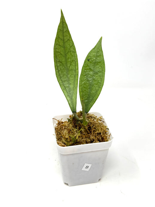 Hoya Germany Silver B