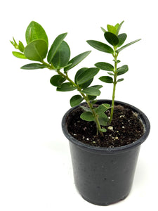 Hoya Densifolia