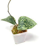 Load image into Gallery viewer, Hoya Glabra Silver C