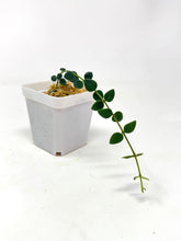 Load image into Gallery viewer, Hoya Chinghungensis