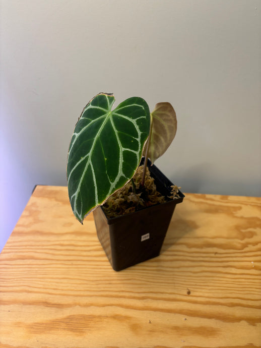 169. Anthurium Crystallinum