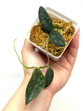 Load image into Gallery viewer, Hoya Thomsonii Splash